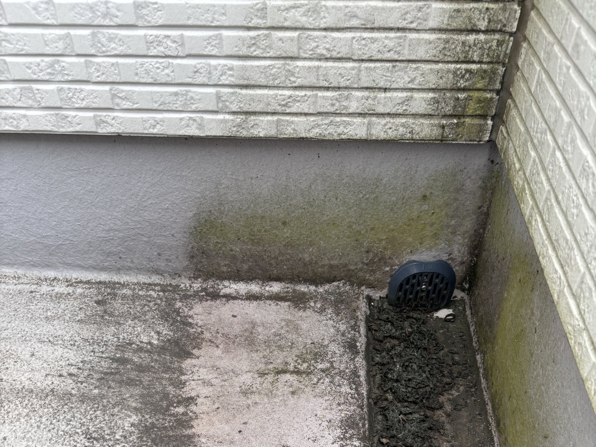 外壁に発生した黒カビの状態
